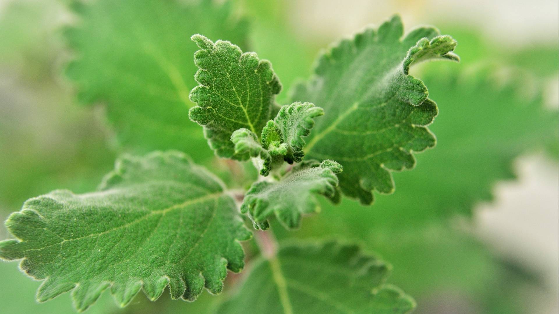 Commiphora Mukul Extract
