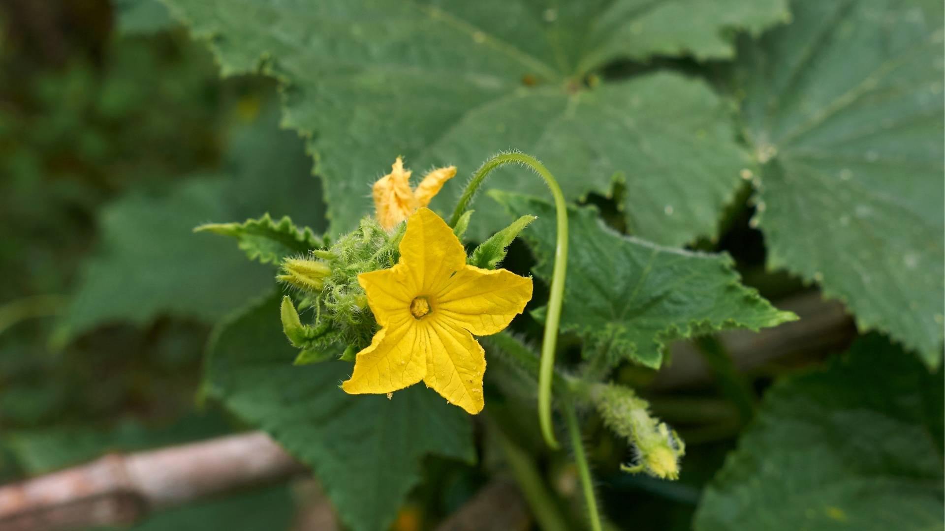 Cucumis Sativus Extract gallery image 2