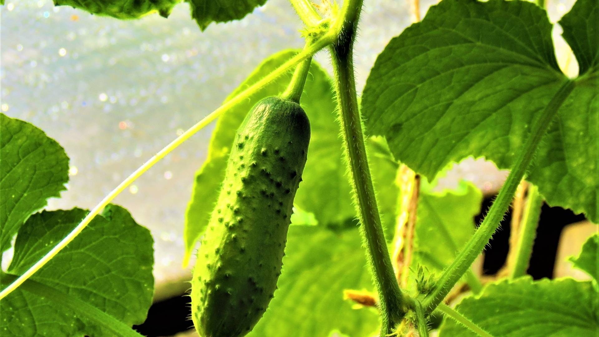 Cucumis Sativus Extract gallery image 3