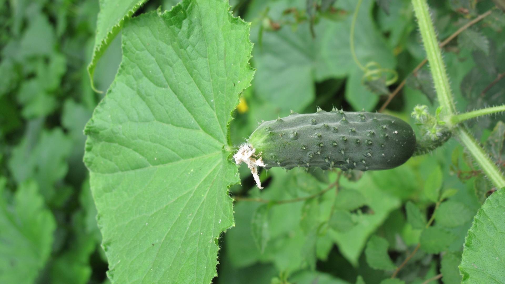 Cucumis Sativus Extract