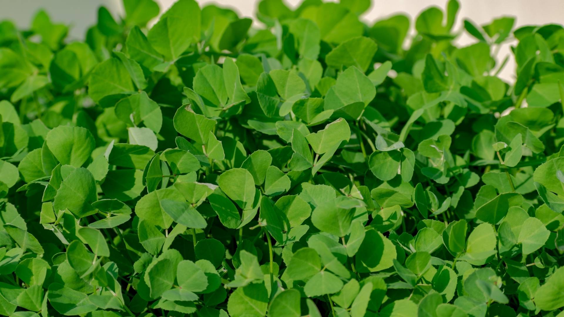 Fenugreek Extract gallery image 2
