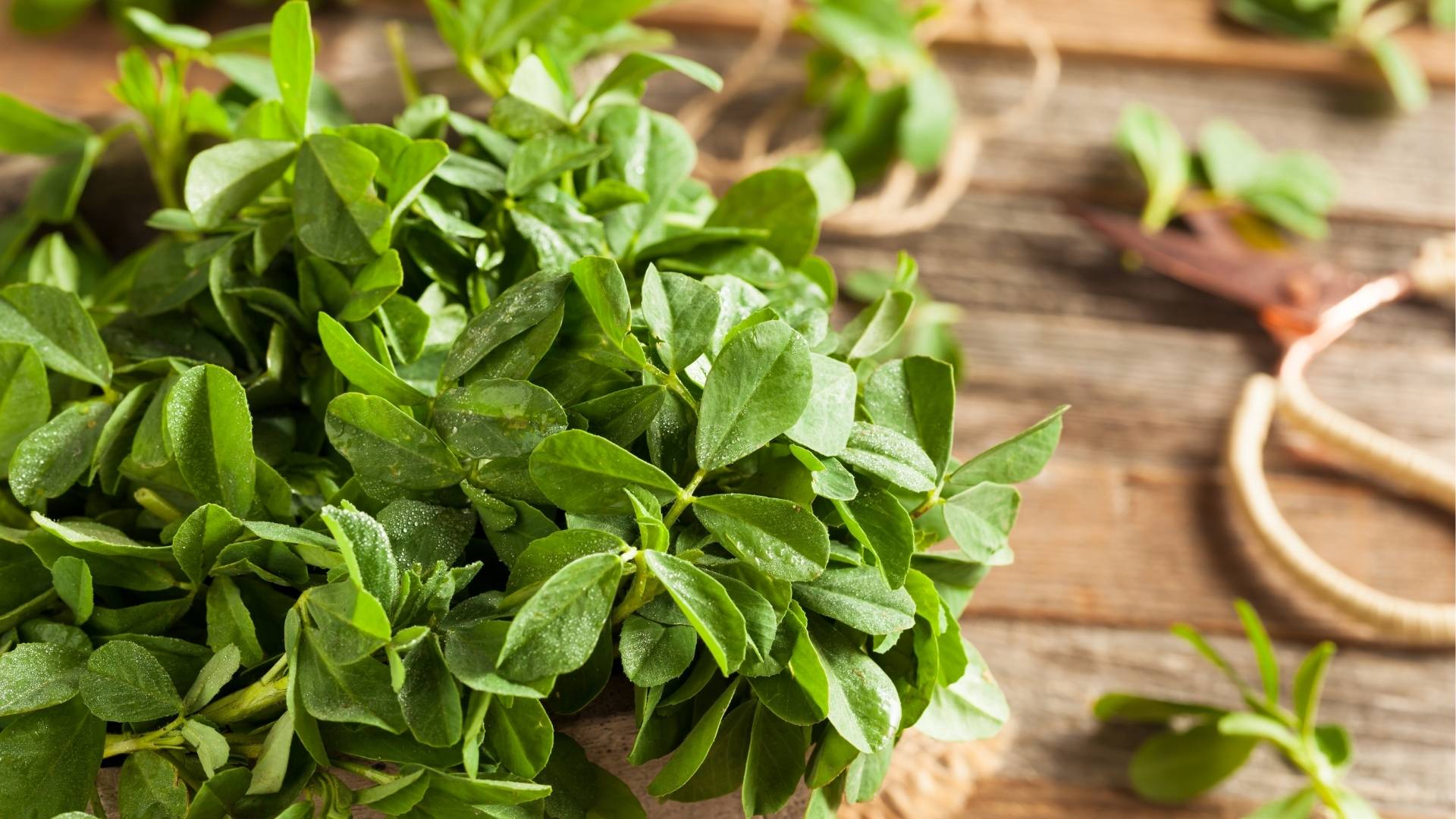 Fenugreek Extract gallery image 3