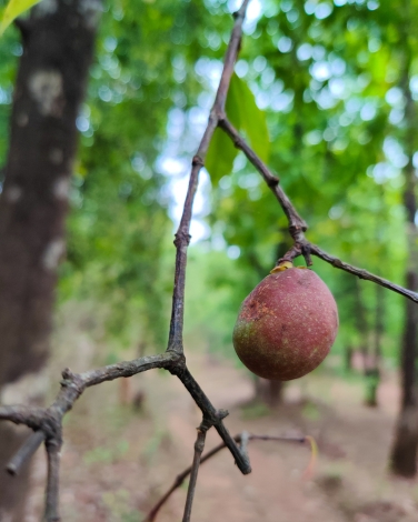 Garcinia Indica Extract