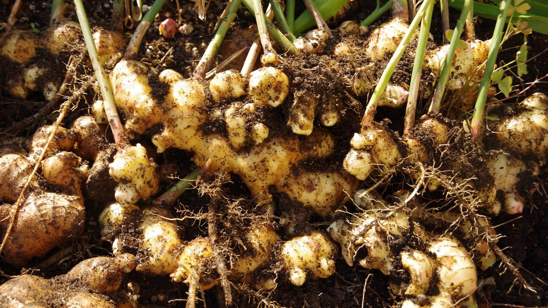 Organic Ginger Extract gallery image 1