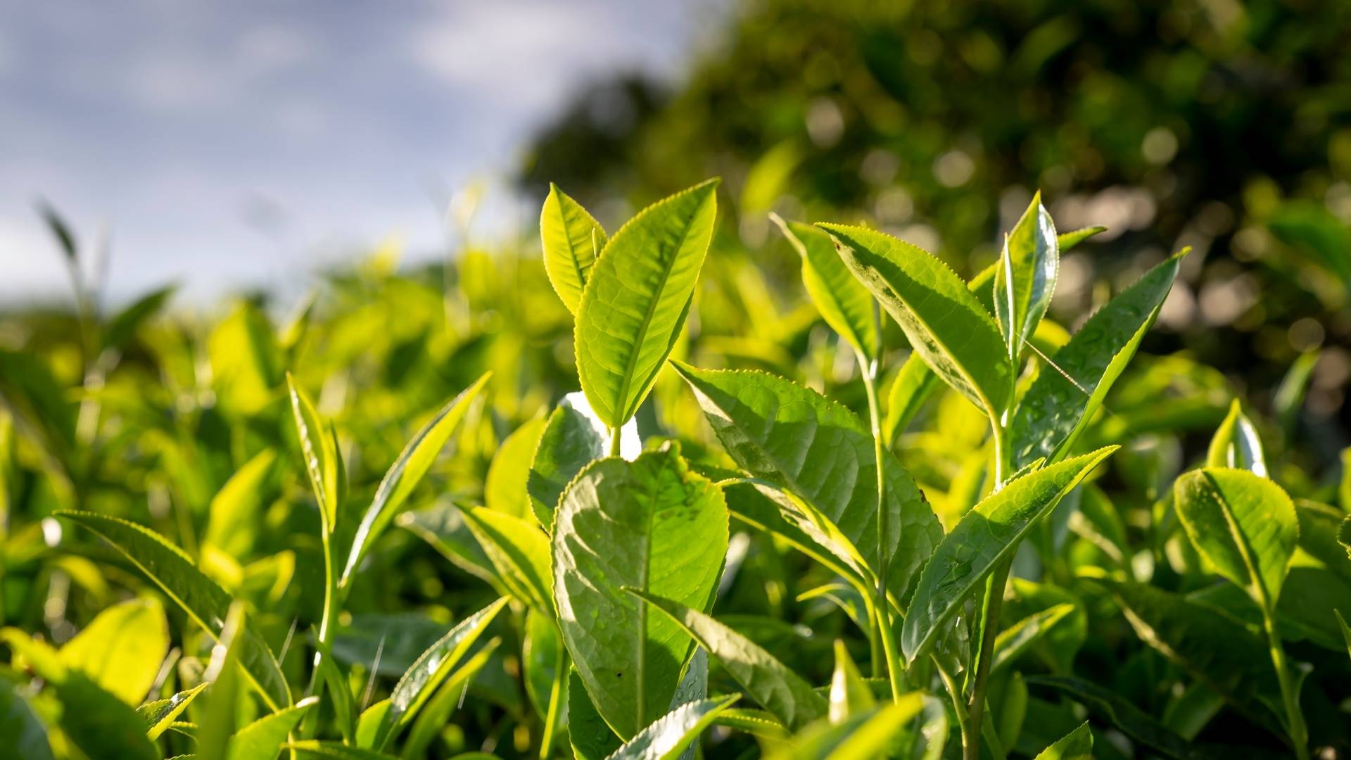 Green Tea Extract gallery image 1
