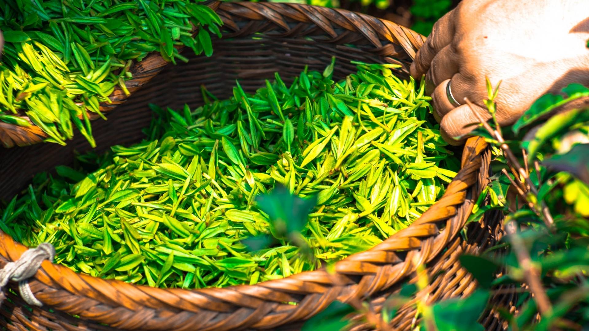 Green Tea Extract gallery image 2