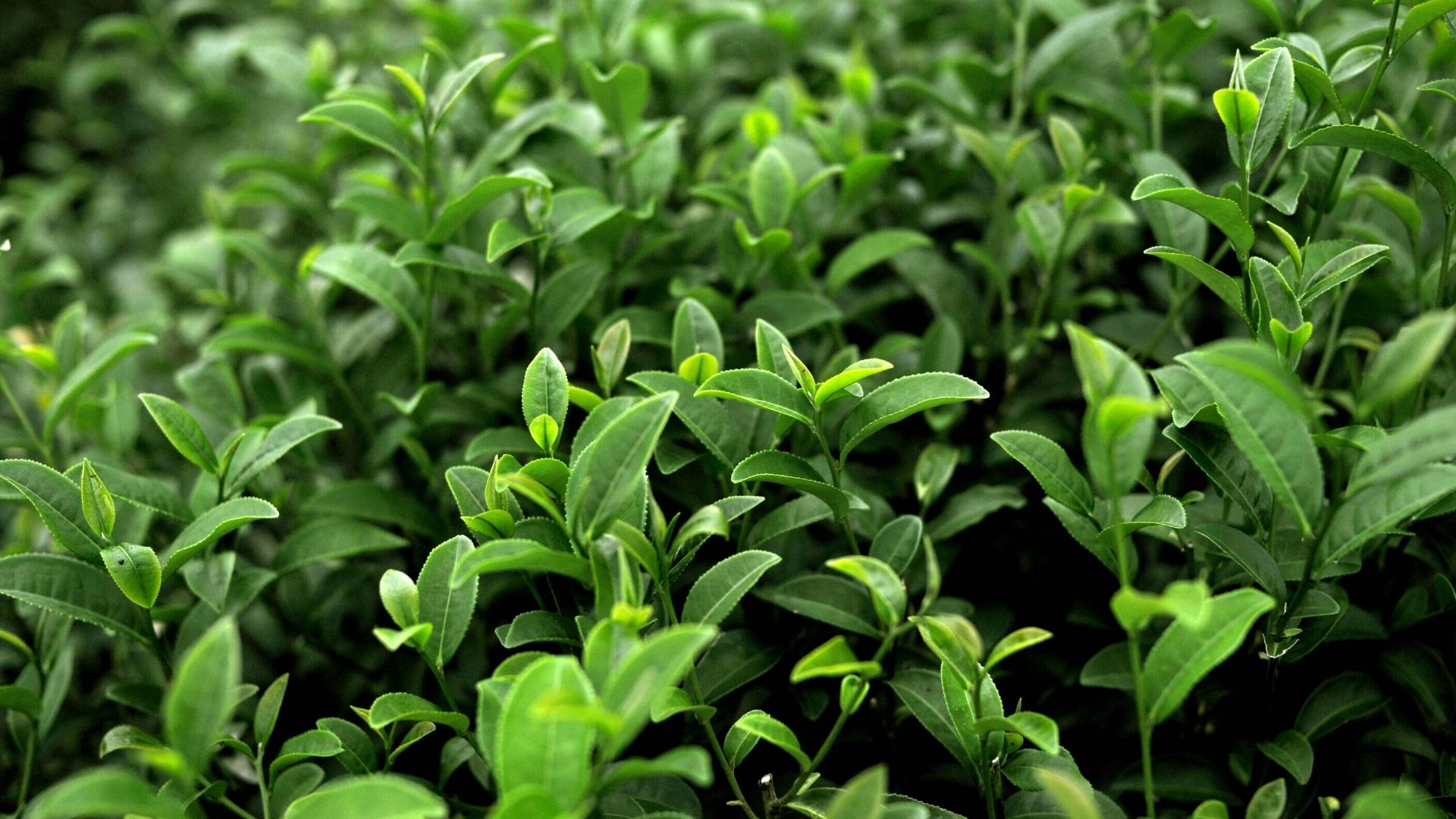 Green Tea Extract gallery image 3
