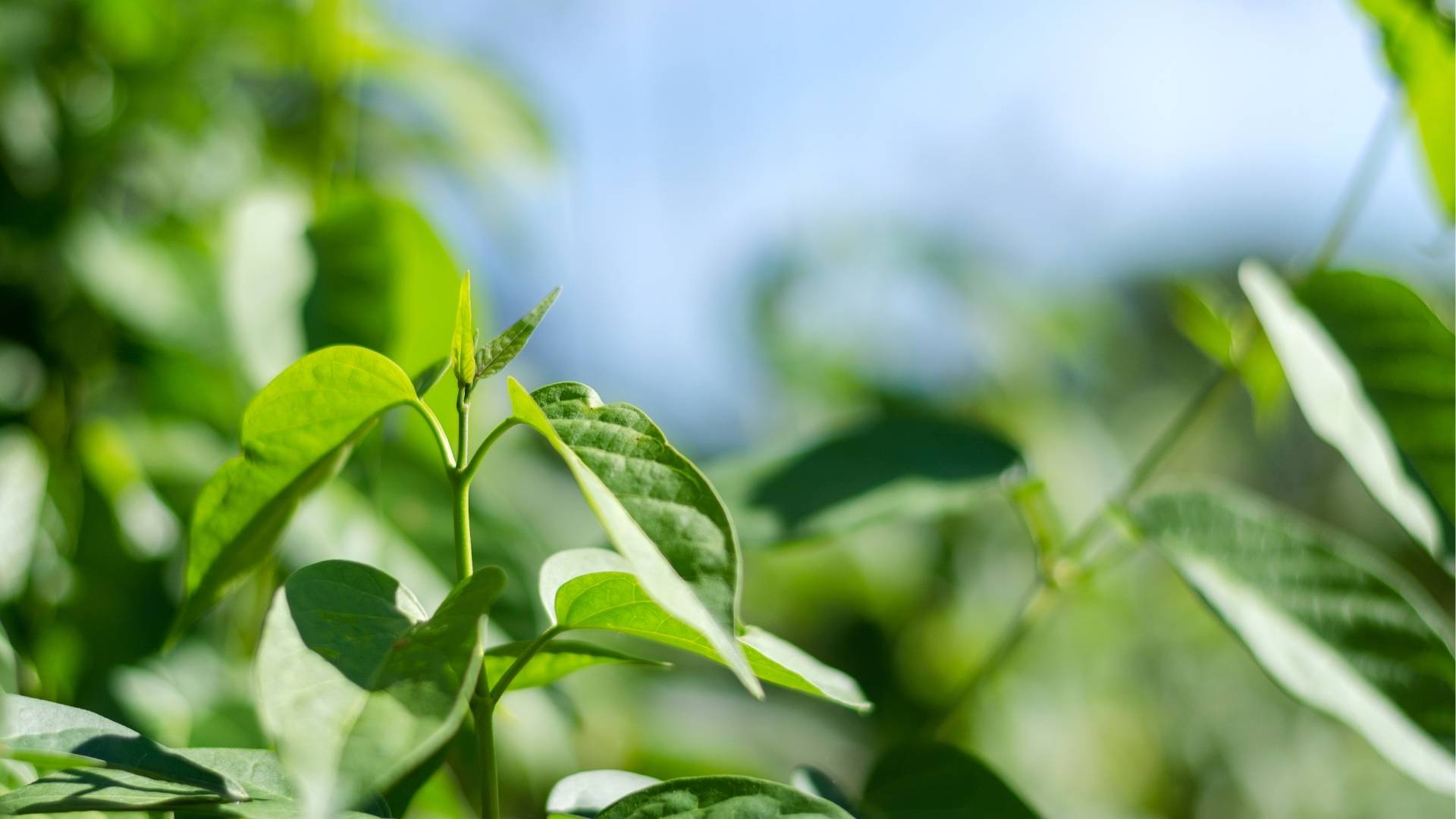 Gymnema Sylvestre Extract gallery image 1