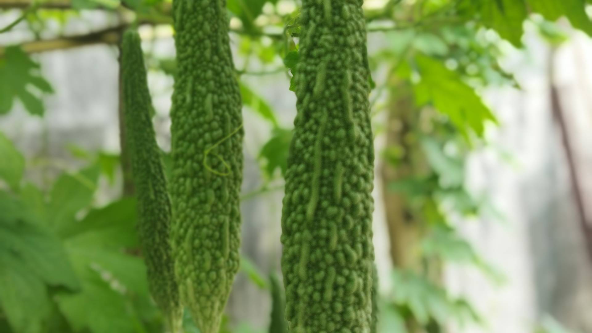 Momordica Extract gallery image 2