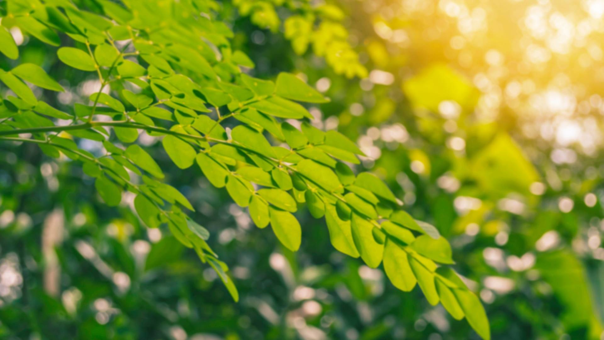 Organic Moringa Extract