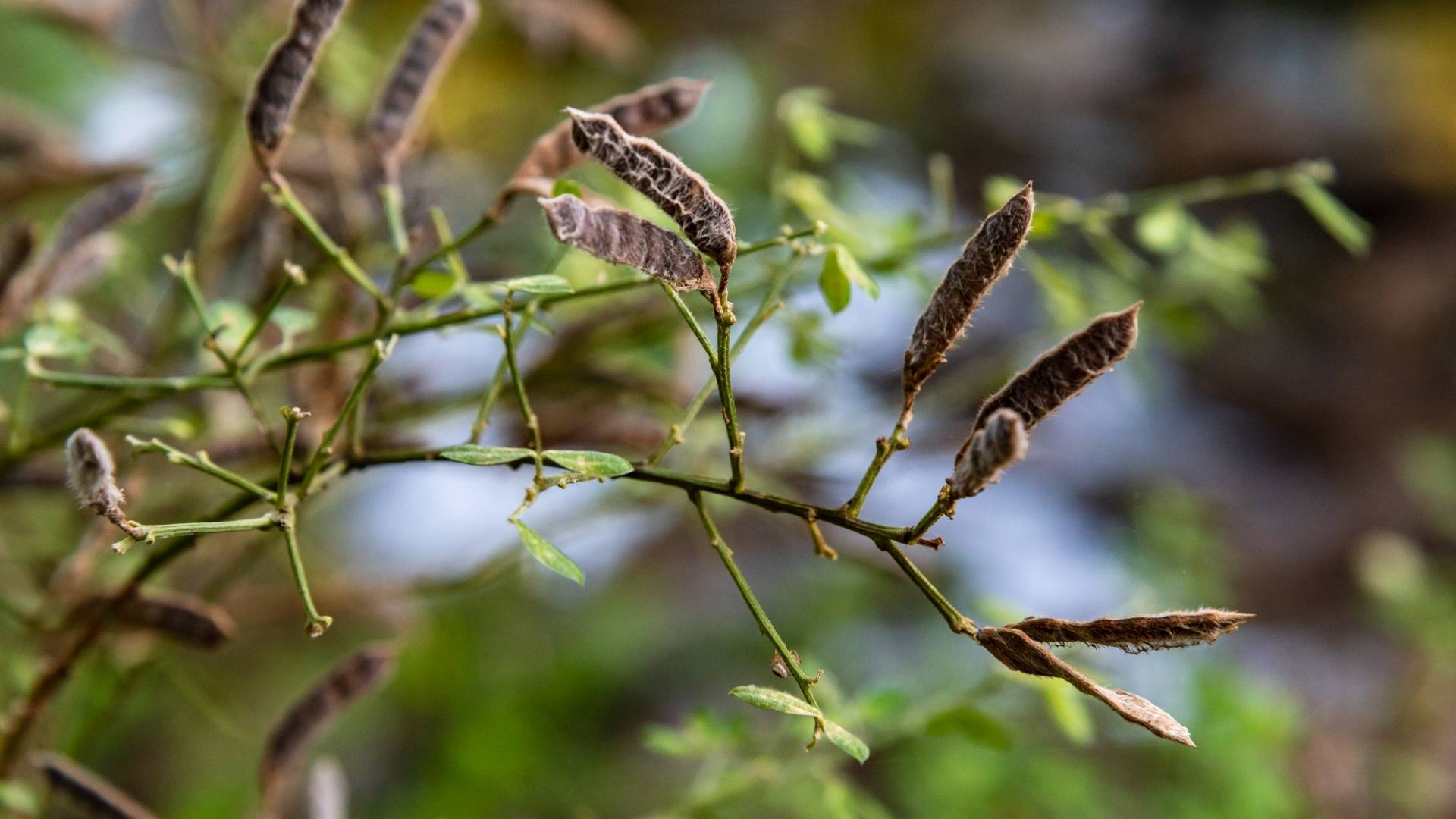 Mucuna Extract gallery image 1