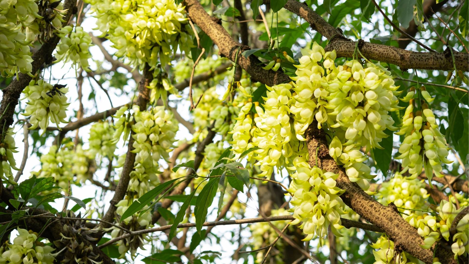 Mucuna Extract