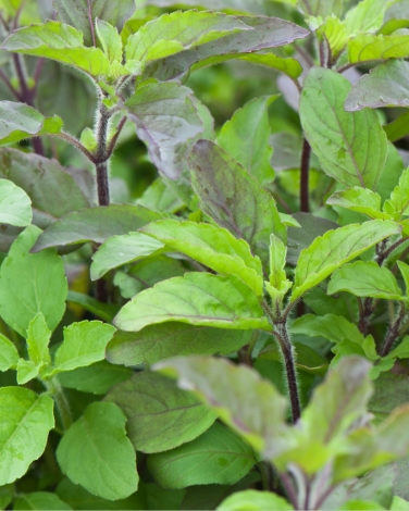 Organic Ocimum Sanctum Extract