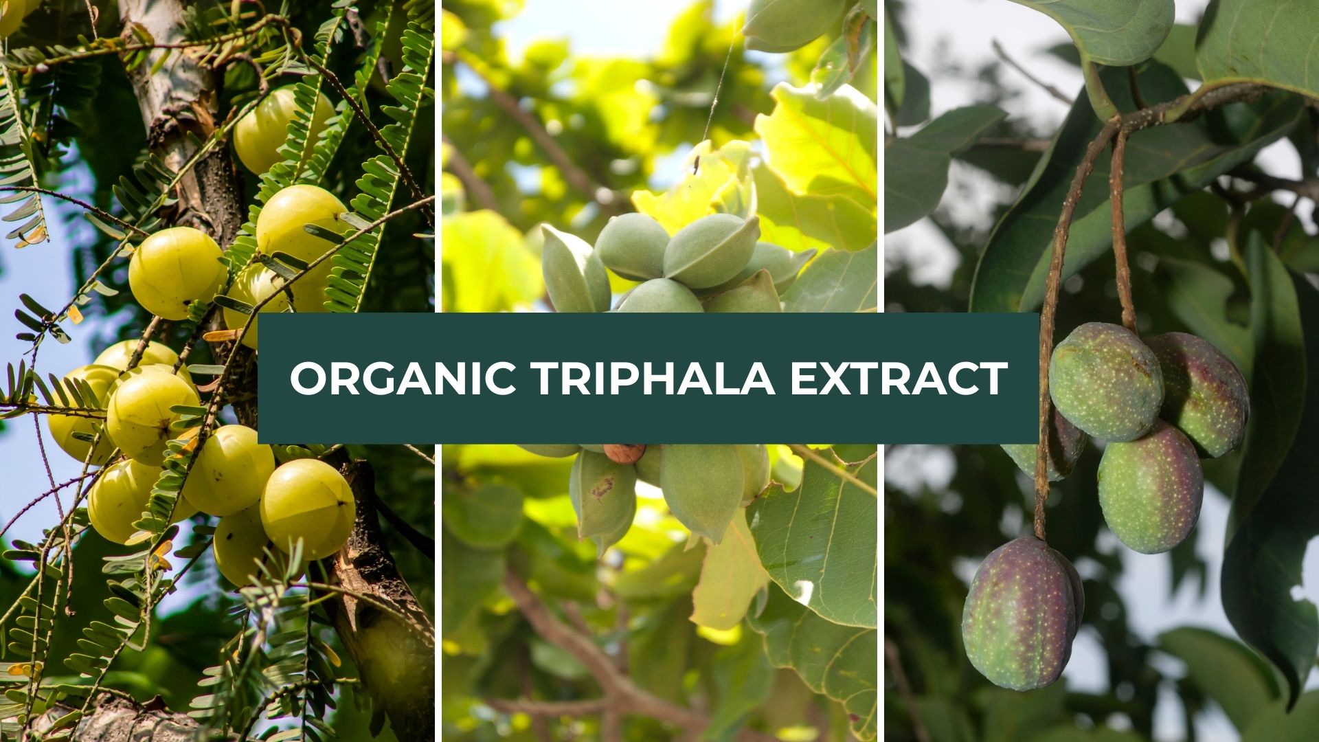 Organic Triphala Extract