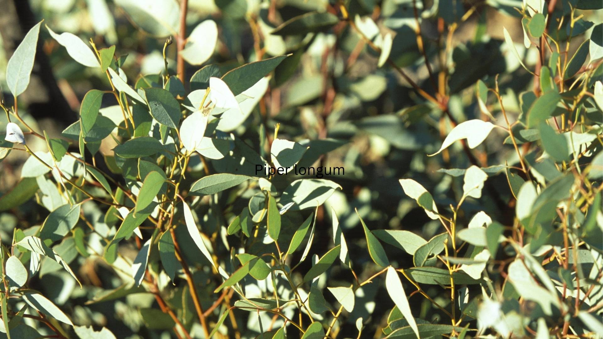 Organic Piper longum Extract gallery image 2