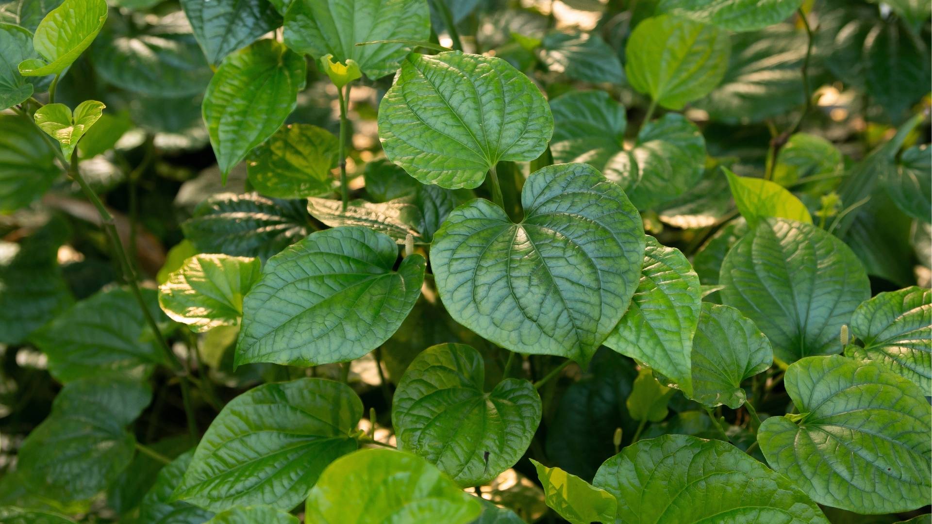 Organic Piper longum Extract gallery image 3
