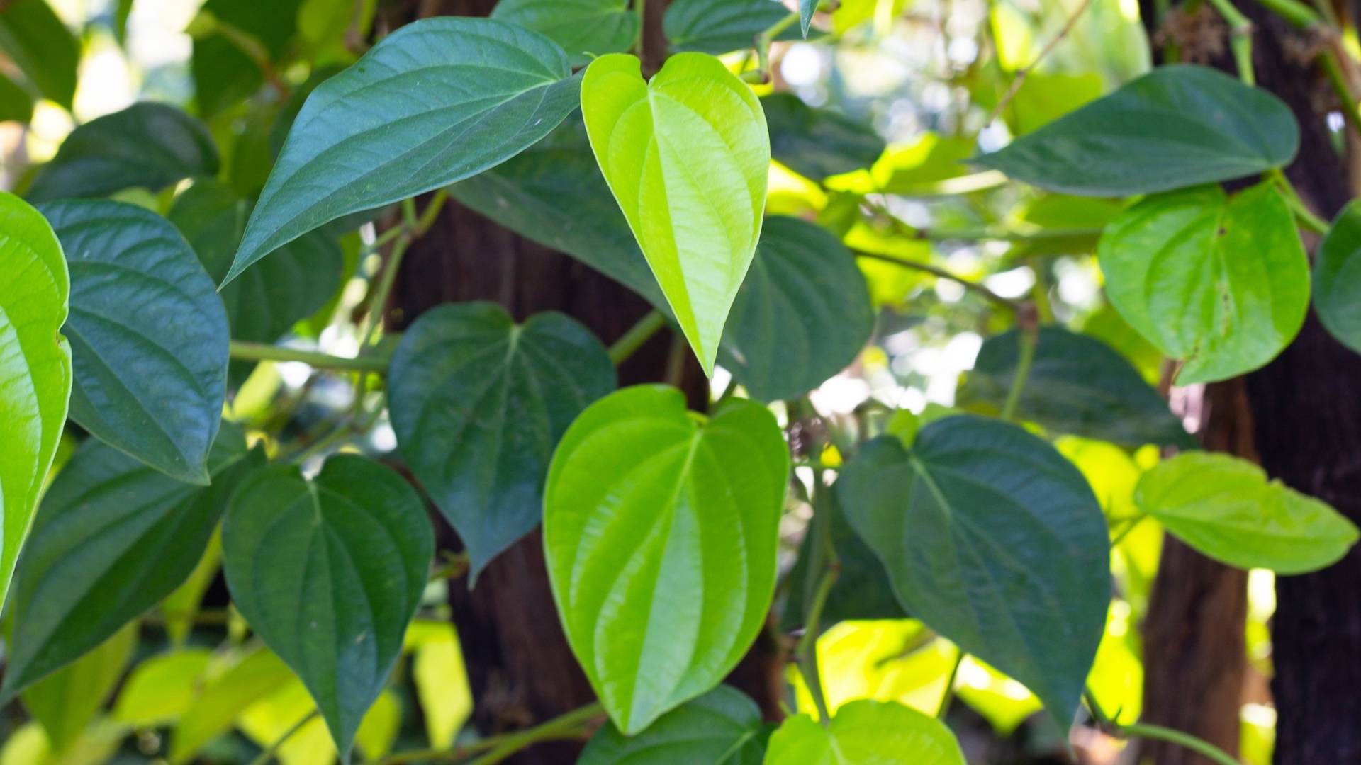 Organic Piper longum Extract