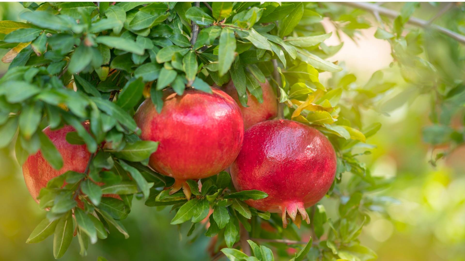 Pomegranate Extract gallery image 1