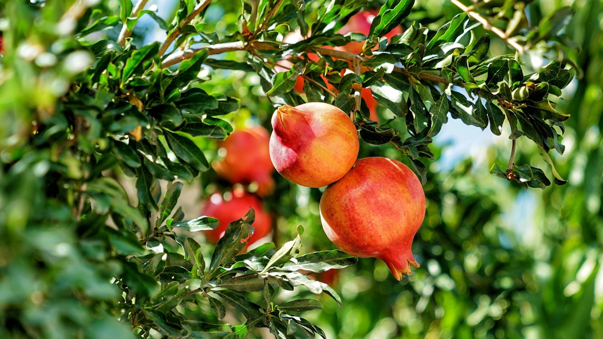 Pomegranate Extract gallery image 3