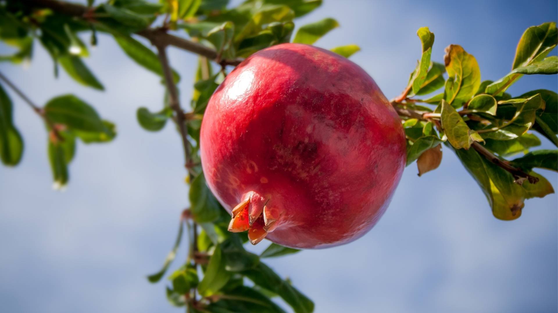 Pomegranate Extract