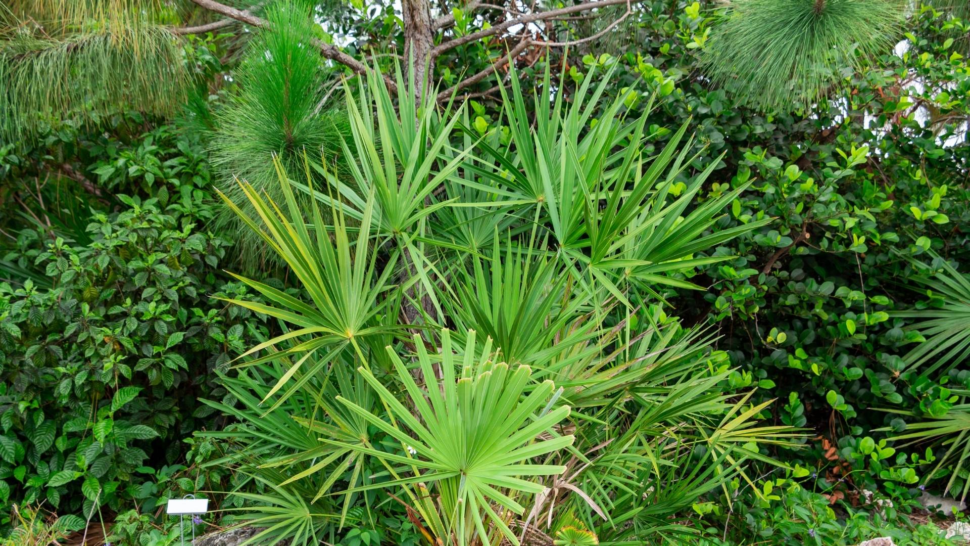 Saw Palmetto Extract (Oil) gallery image 1