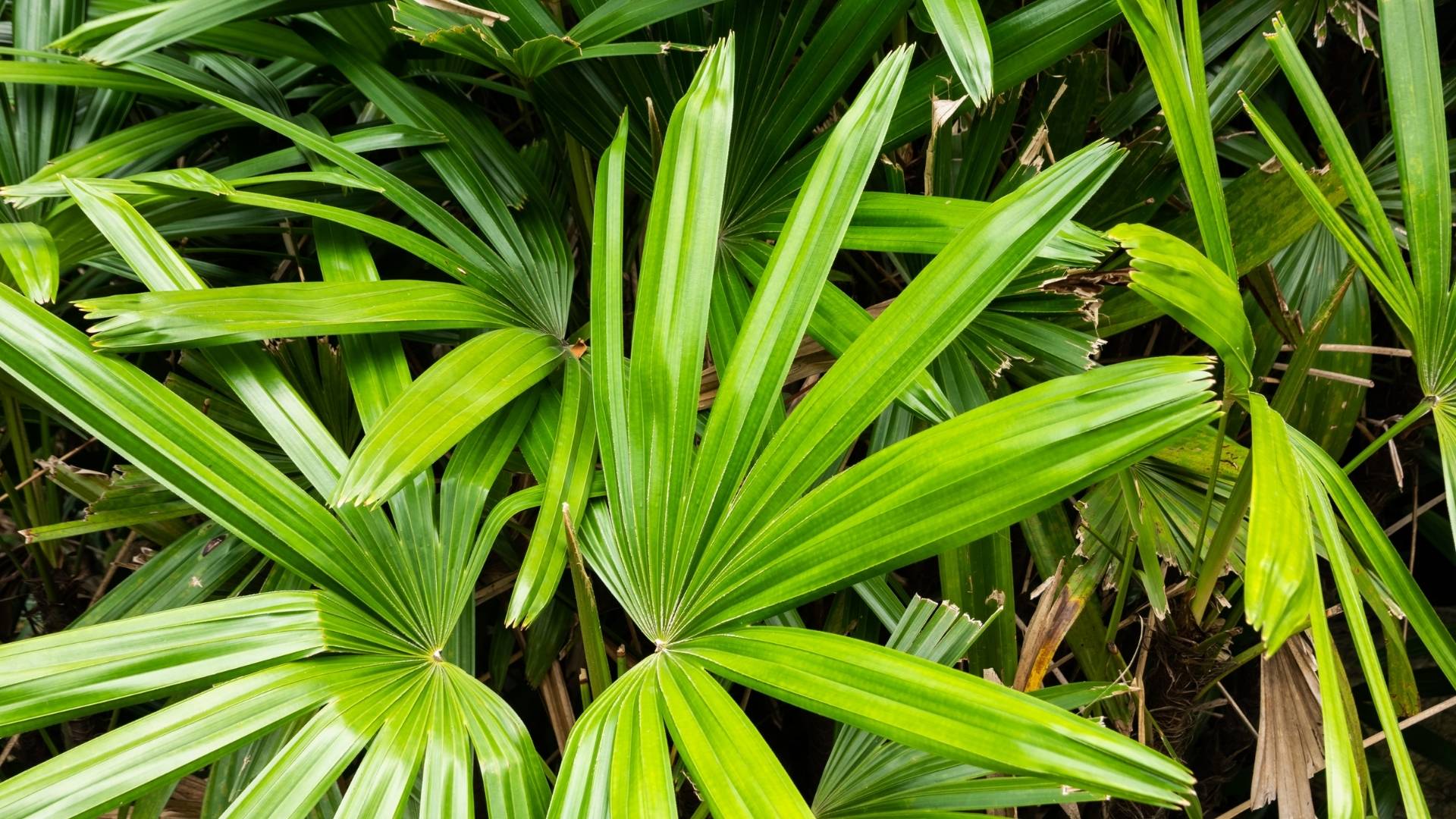 Saw Palmetto Extract (Oil) gallery image 2