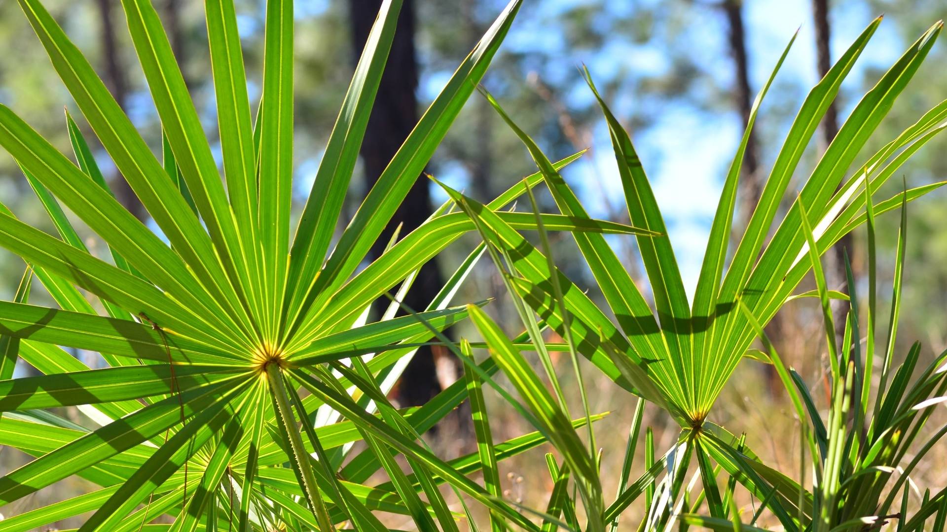 Saw Palmetto Extract (Oil) gallery image 3