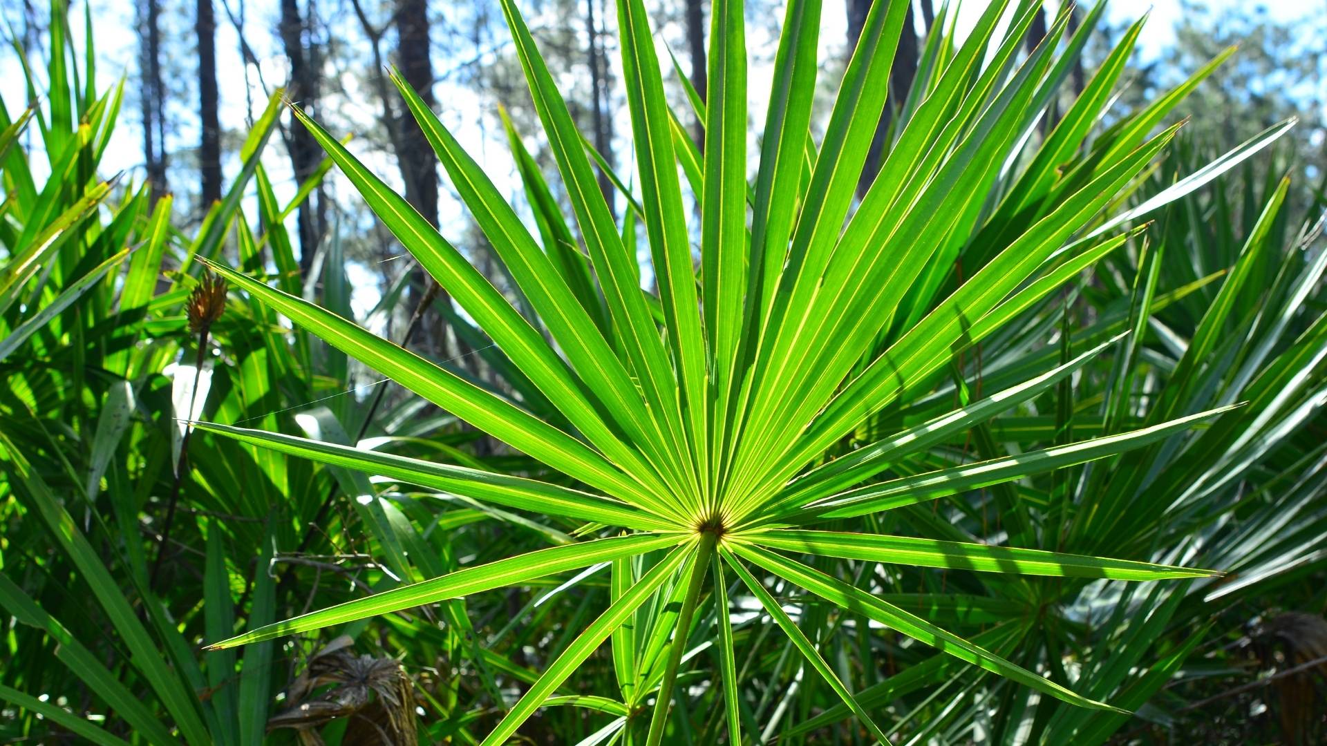 Saw Palmetto Extract (Oil)