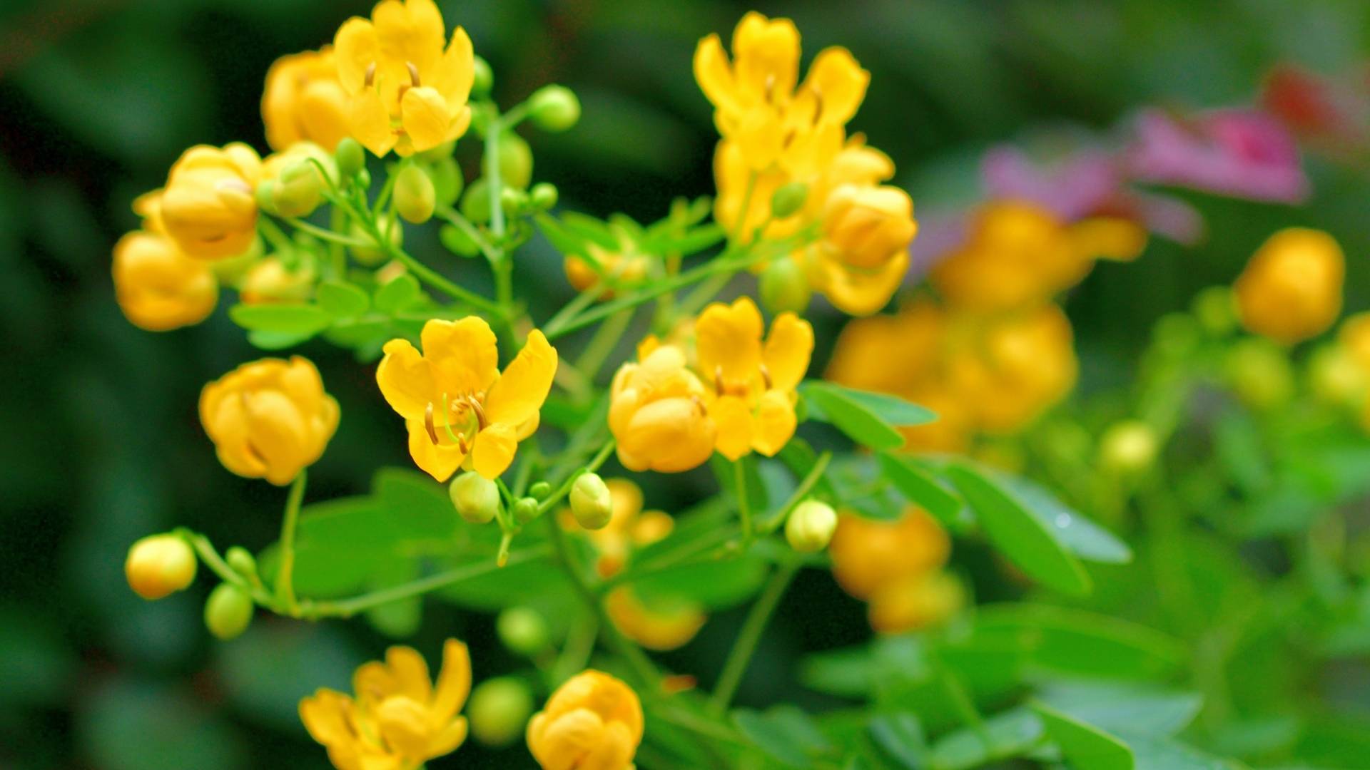 Senna Extract gallery image 1
