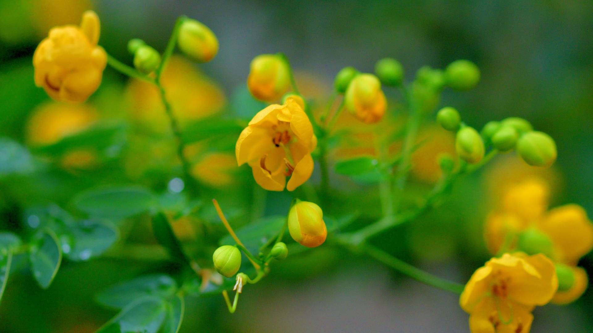 Senna Extract gallery image 2