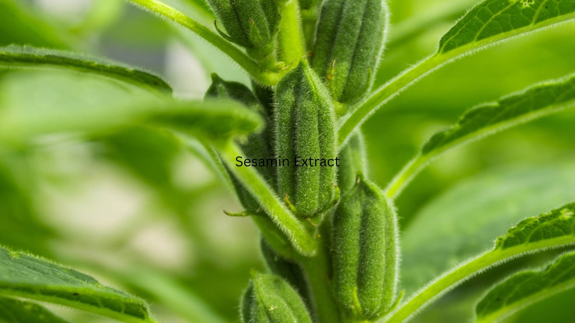 Sesamin Complex Extract gallery image 2