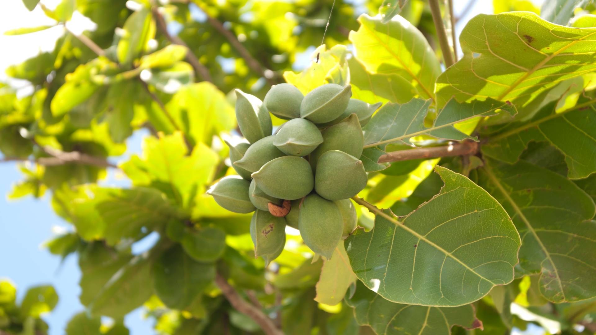 Organic Terminalia chebula Extract gallery image 1
