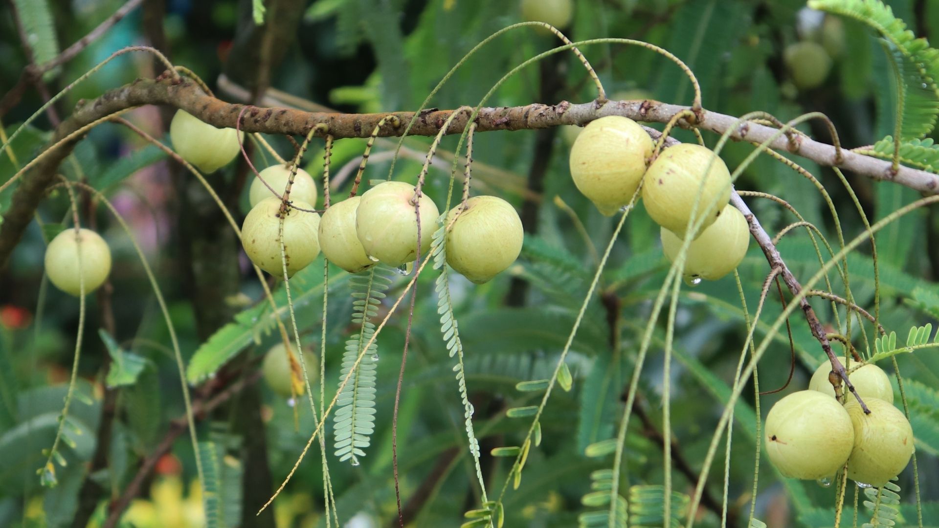 Organic Triphala Extract gallery image 1