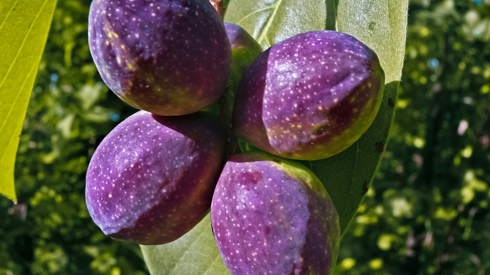 Organic Triphala Extract gallery image 2