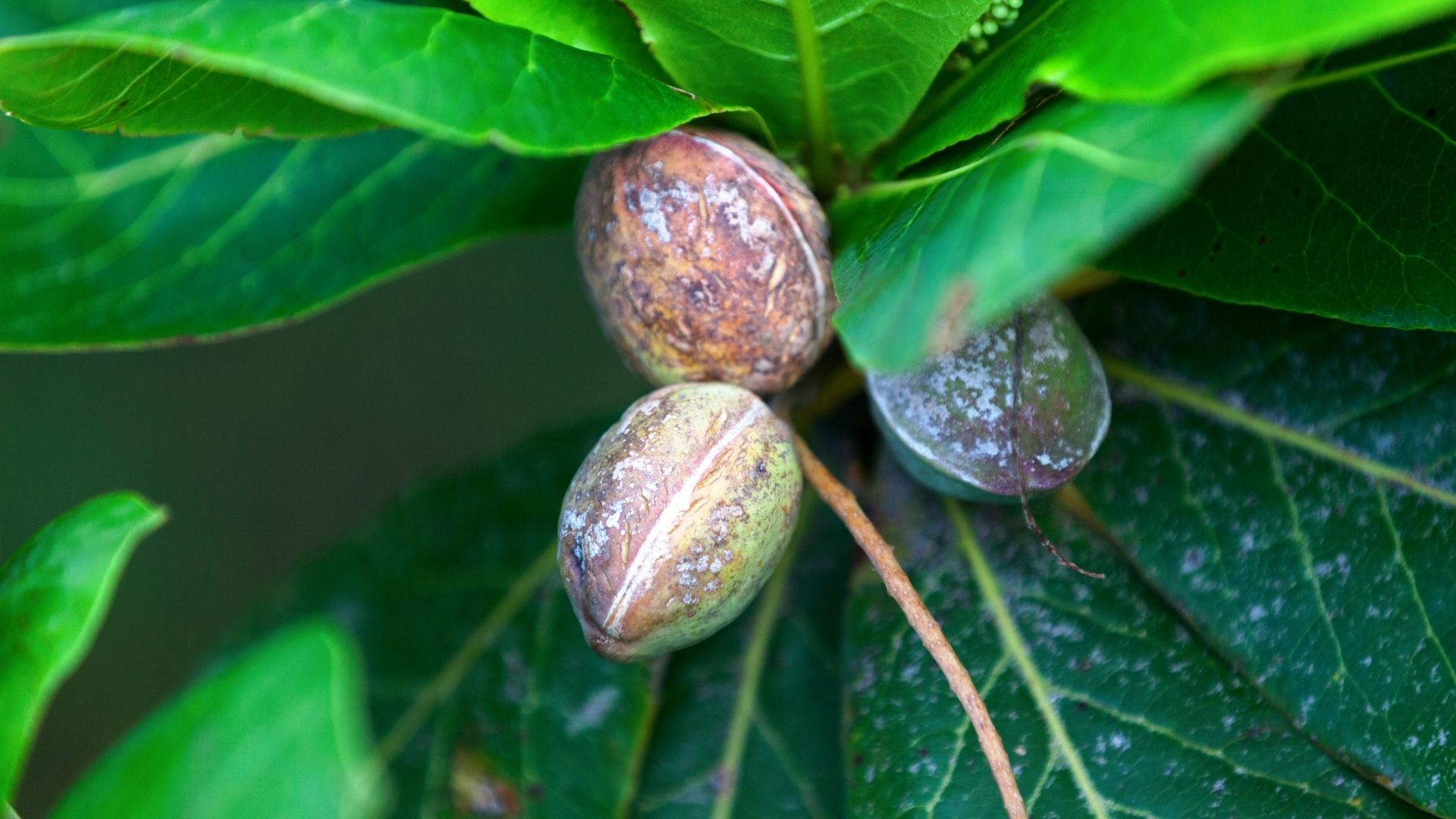 Organic Triphala Extract gallery image 3