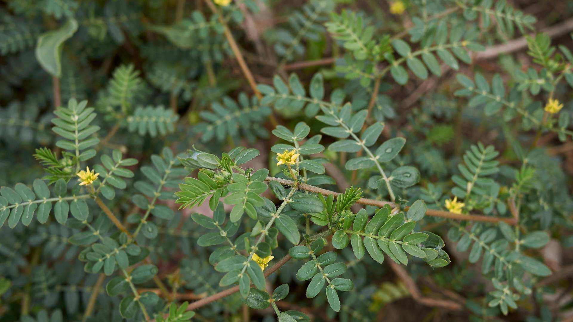 Organic Tribulus Terrestris Extract gallery image 1