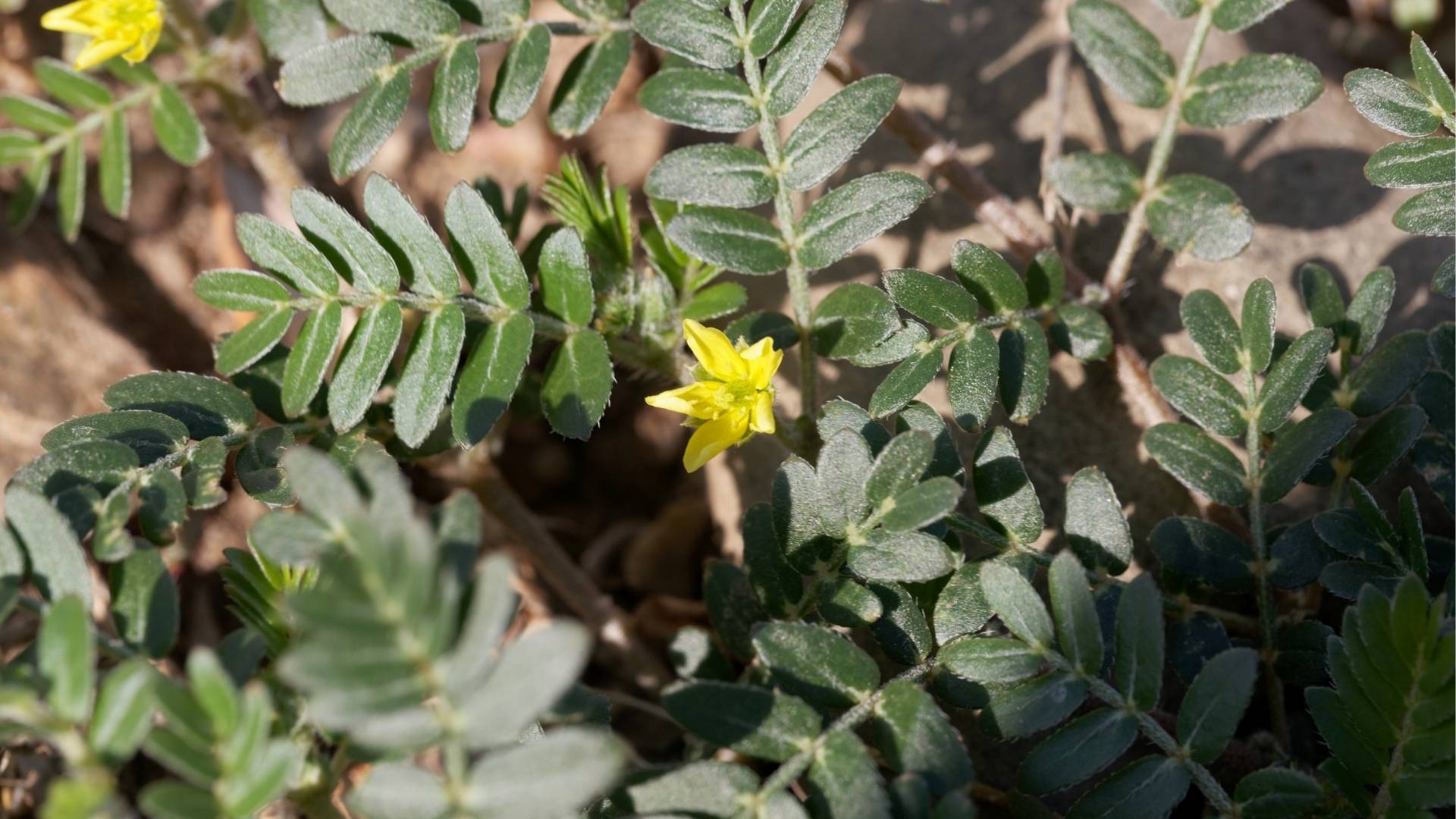 Organic Tribulus Terrestris Extract gallery image 2