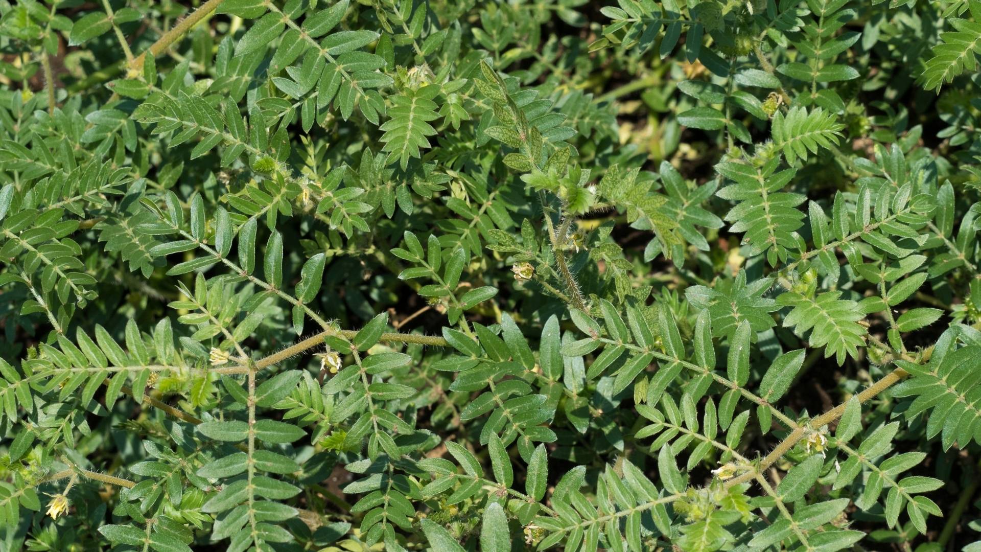 Organic Tribulus Terrestris Extract gallery image 3