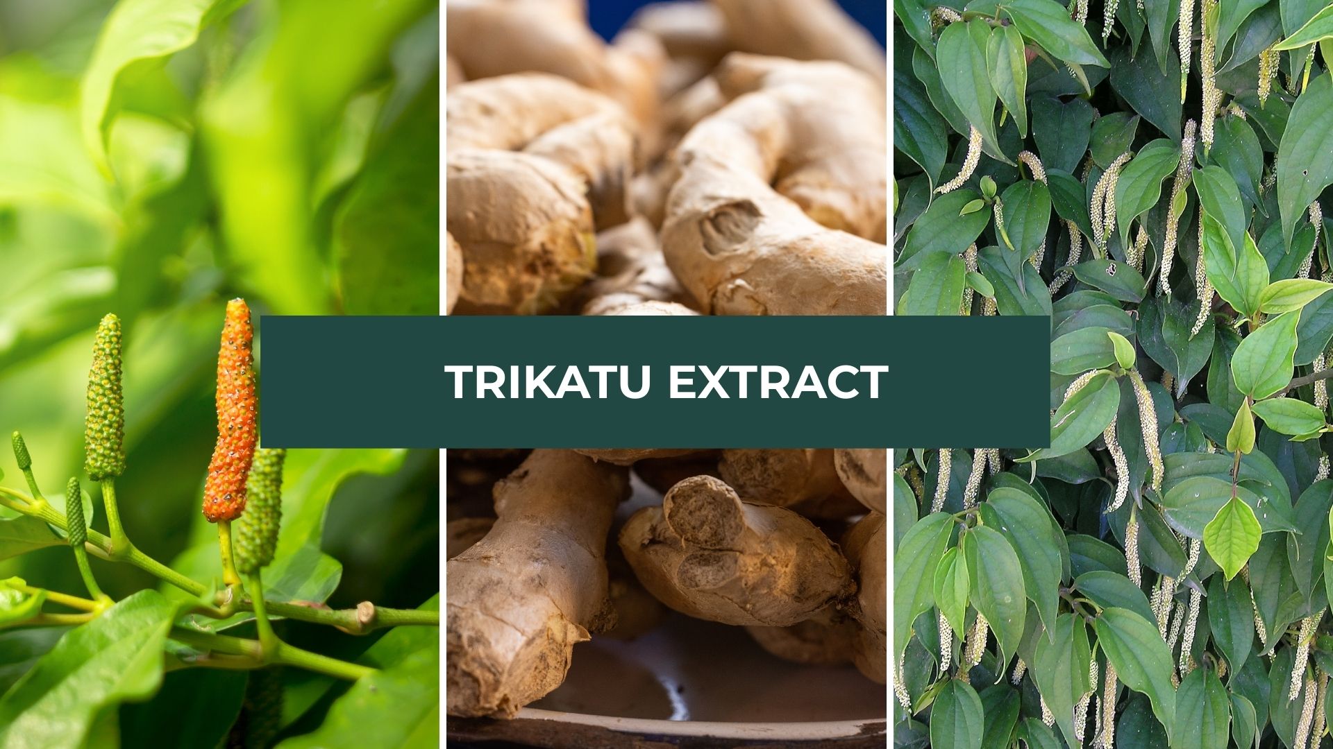 Trikatu Extract