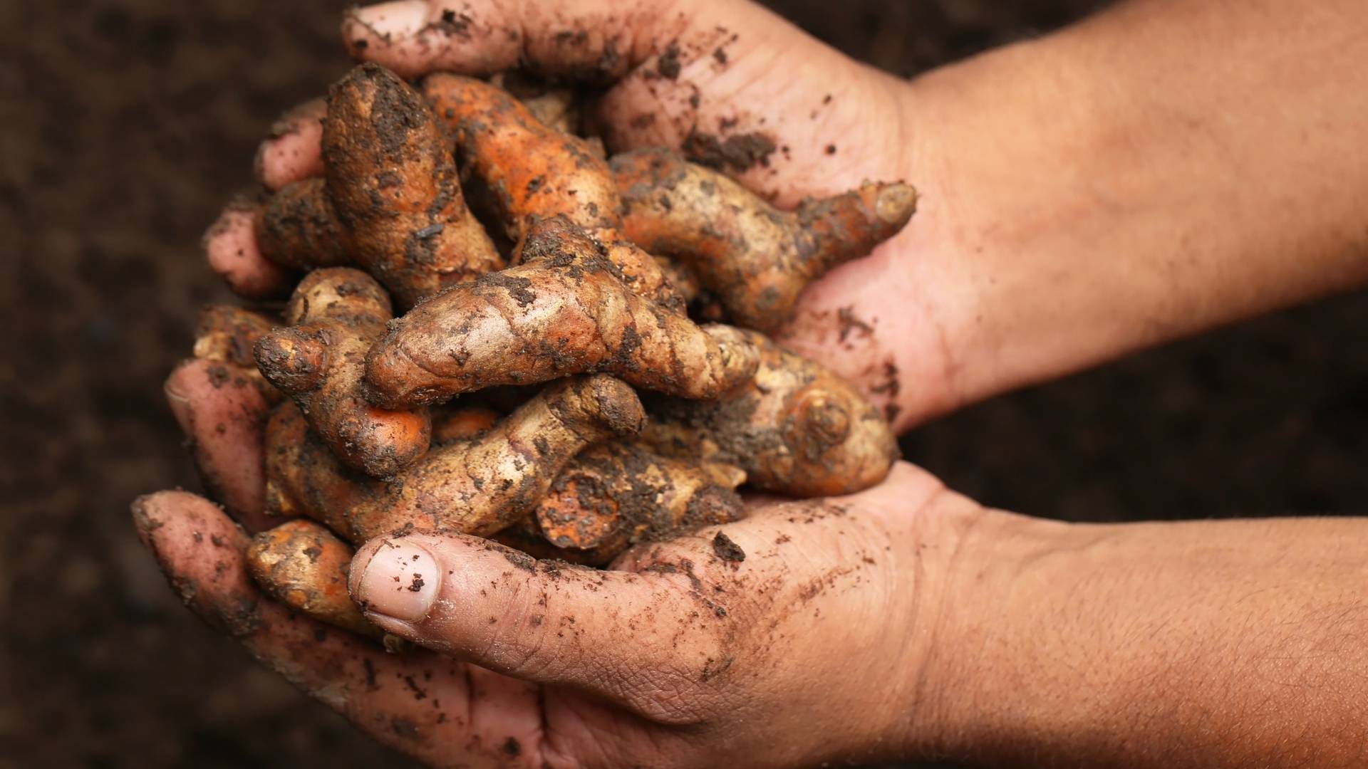 Turmeric Extract gallery image 2