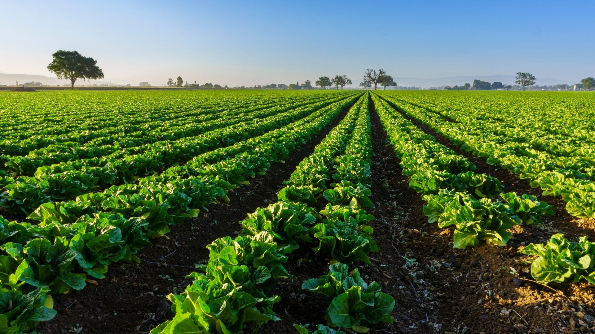 Sustainable Farming