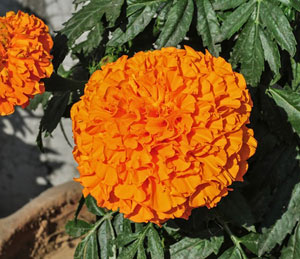 Marigold-Extract-web-page