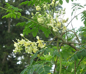 Moringa-leaves-web-page