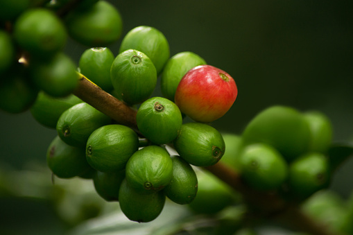 Red Coffee Cherries On Coffee Plant