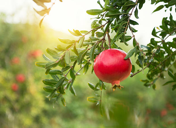 Ripe pomegranates on trees in the garden, with copy space